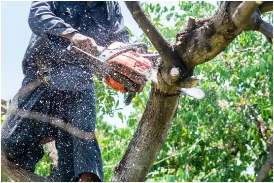 tree services Terre Hill